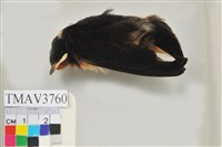 藏品(家燕)的圖片